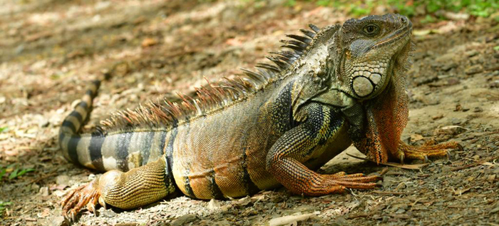La fascinante iguana verde: características, distribución y su rol vital en los ecosistemas