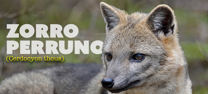 Zorro Perruno: un habitante nocturno intrigante y protector del ecosistema