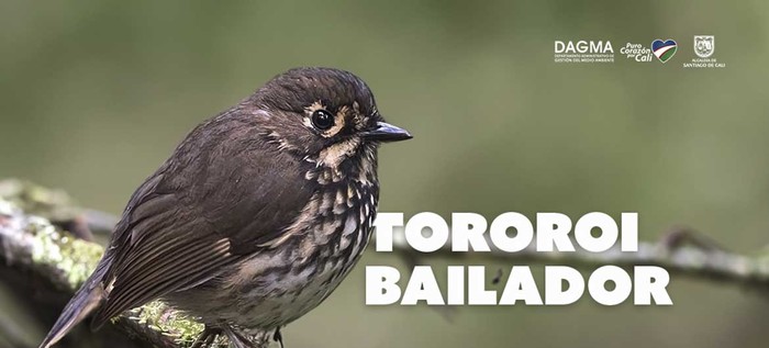 El Tororoi Bailador: un tesoro de la biodiversidad local