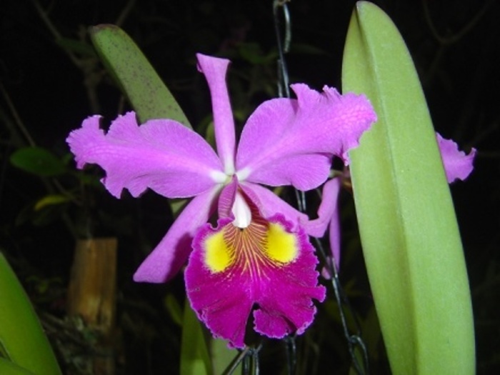 Las más lindas orquídeas del mundo estarán en Cali