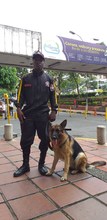 Perros antiexplosivos forman parte del equipo de seguridad del CAM