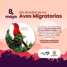 Día Mundial de las Aves Migratorias