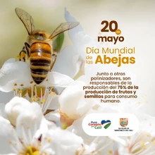 Día Mundial de las Abejas