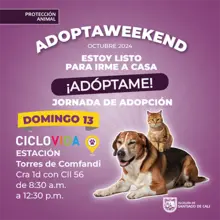 Jornada de adopción 13 de octubre