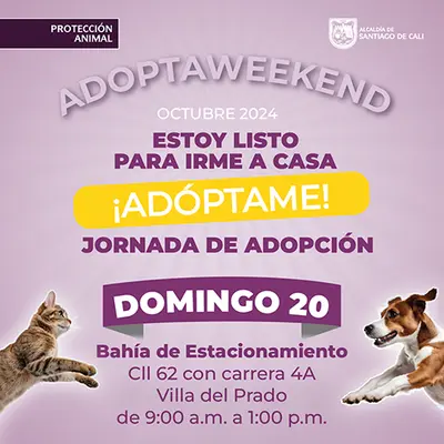 Jornada de adopción 20 de octubre de 2024 