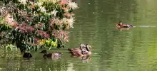 patos