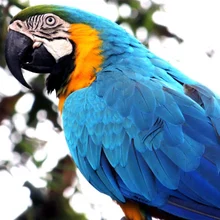 fauna silvestre