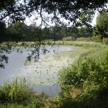 Humedal