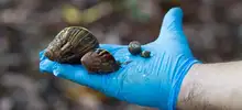 Caracoles africanos