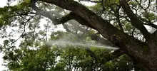 Arborización