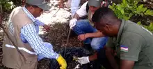 Caracol africano