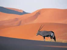 antilope
