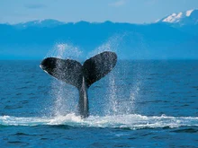 Ballena