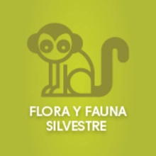 Fauna y flora
