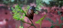 Caracol africano