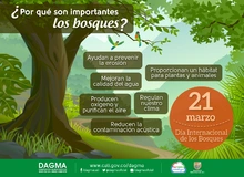 Día Internacional de los Bosques