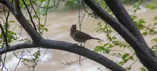 Centenares de aves surcaron el cielo caleño este fin de semana