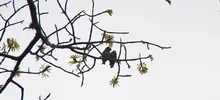 Centenares de aves surcaron el cielo caleño este fin de semana