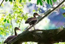 Patos