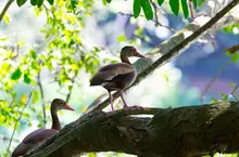 patos