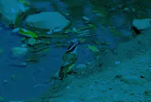 img text