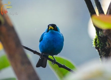 Aves1