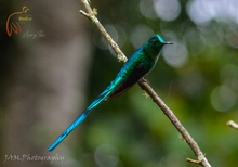 Aves3