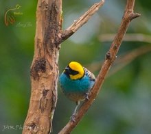 Aves4