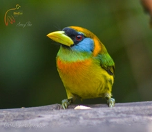 Aves5