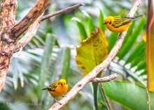Aves6