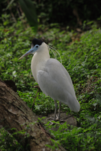Aves5