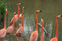 Flamingo