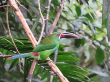 Tucancito