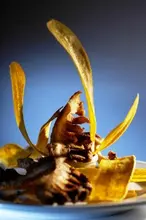 Gastronomia