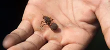 Cali Bonita WEB