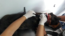 Secretaría de Salud Pública Municipal presentó sistema de registro (microchips) de animales considerados potencialmente peligrosos