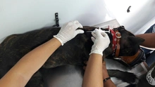 Secretaría de Salud Pública Municipal presentó sistema de registro (microchips) de animales considerados potencialmente peligrosos