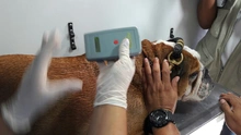 Secretaría de Salud Pública Municipal presentó sistema de registro (microchips) de animales considerados potencialmente peligrosos