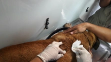 Secretaría de Salud Pública Municipal presentó sistema de registro (microchips) de animales considerados potencialmente peligrosos