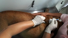 Secretaría de Salud Pública Municipal presentó sistema de registro (microchips) de animales considerados potencialmente peligrosos