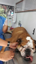 Secretaría de Salud Pública Municipal presentó sistema de registro (microchips) de animales considerados potencialmente peligrosos