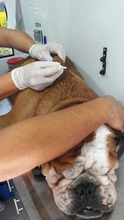 Secretaría de Salud Pública Municipal presentó sistema de registro (microchips) de animales considerados potencialmente peligrosos