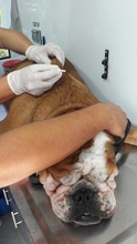 Secretaría de Salud Pública Municipal presentó sistema de registro (microchips) de animales considerados potencialmente peligrosos