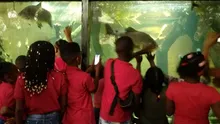 A niños y jóvenes del X Encuentro de Semilleros de Música del Pacífico ‘Petronito’ se les dio la bienvenida en el Zoológico de Cali