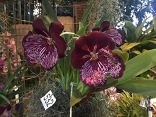 Las orquídeas embellecen a Cali