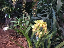 Las orquídeas embellecen a Cali