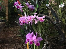 Las orquídeas embellecen a Cali