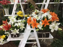 Las orquídeas embellecen a Cali