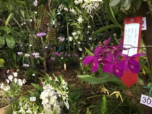 Las orquídeas embellecen a Cali