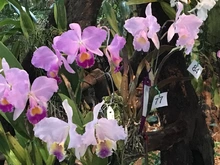 Las orquídeas embellecen a Cali